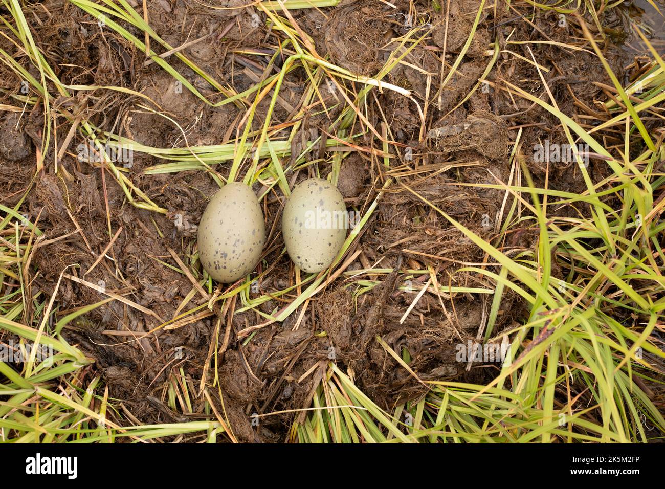 Nest and eggs of a Red-throated diver, Red throated loon, Gavia stellata, Floi bird reserve, Iceland Stock Photo