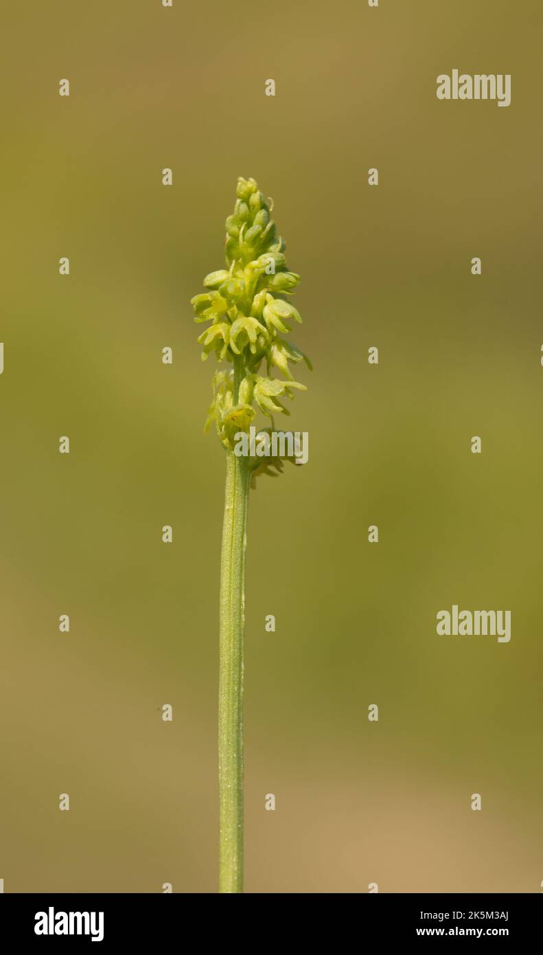 Musk Orchid, Herminium monorchis, Cleeve Common, Stroud, Gloucestershire Stock Photo