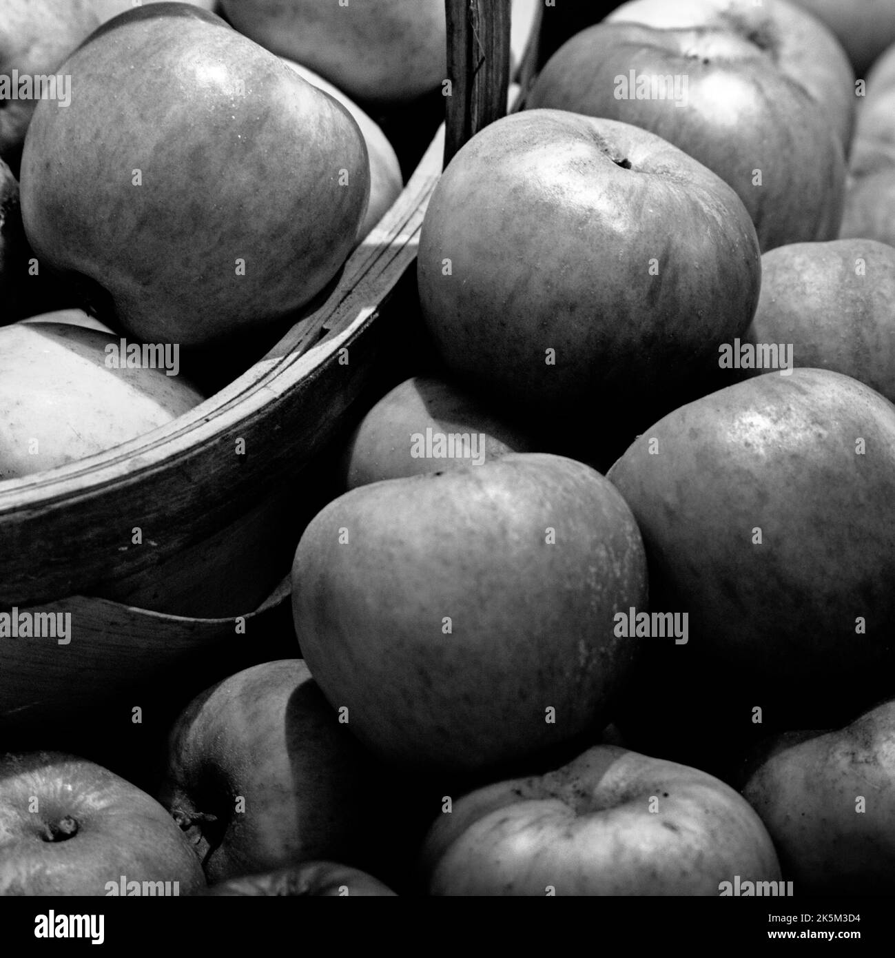 A monochrome image of a basket of harvested Ribston Pippin apples on a kitchen table. Stock Photo