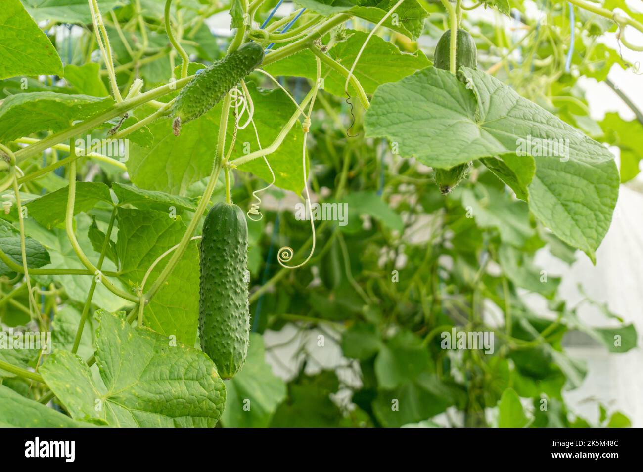 Cucumbers growing in a greenhouse. Young fresh cucumbers hanging on