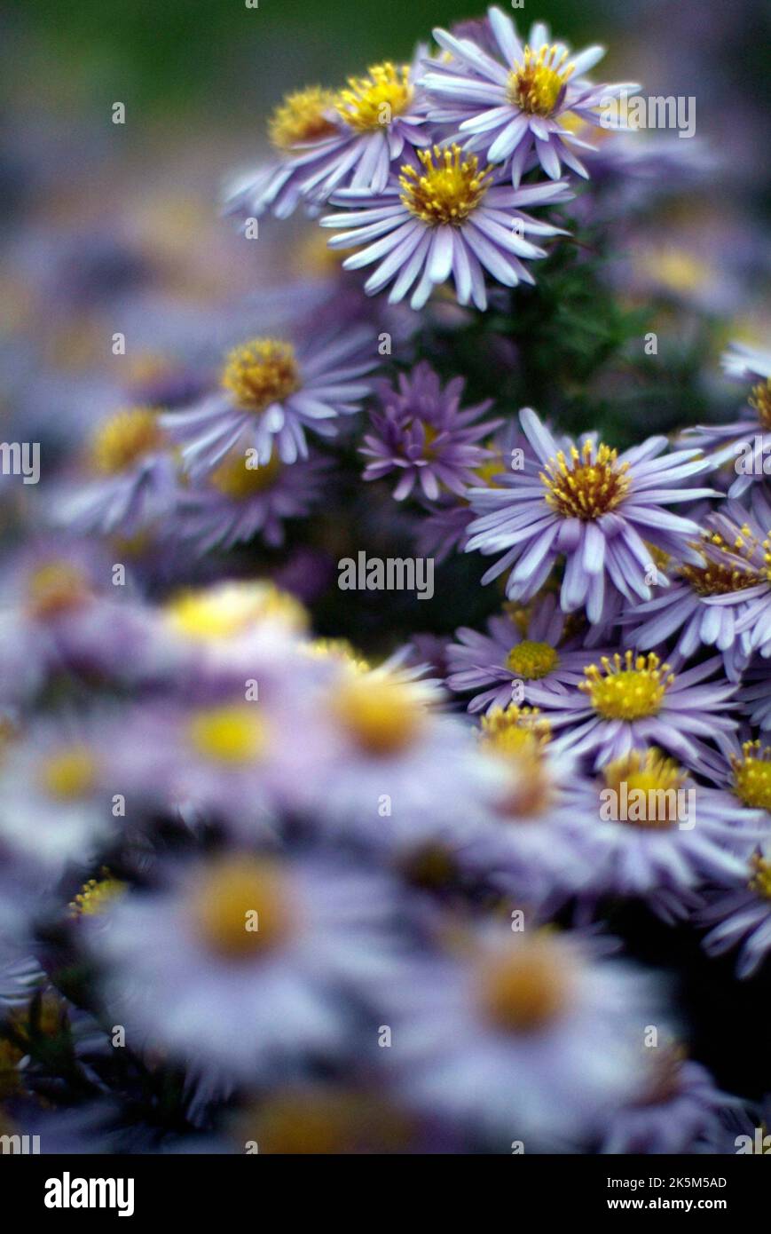 garden flowers michaelmas daisies (aster amellus) Stock Photo