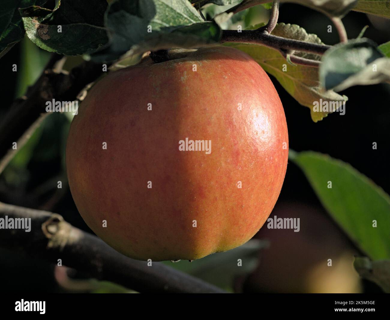 Ribston Pippin apple tree in fruit, ready for harvesting Stock Photo Alamy