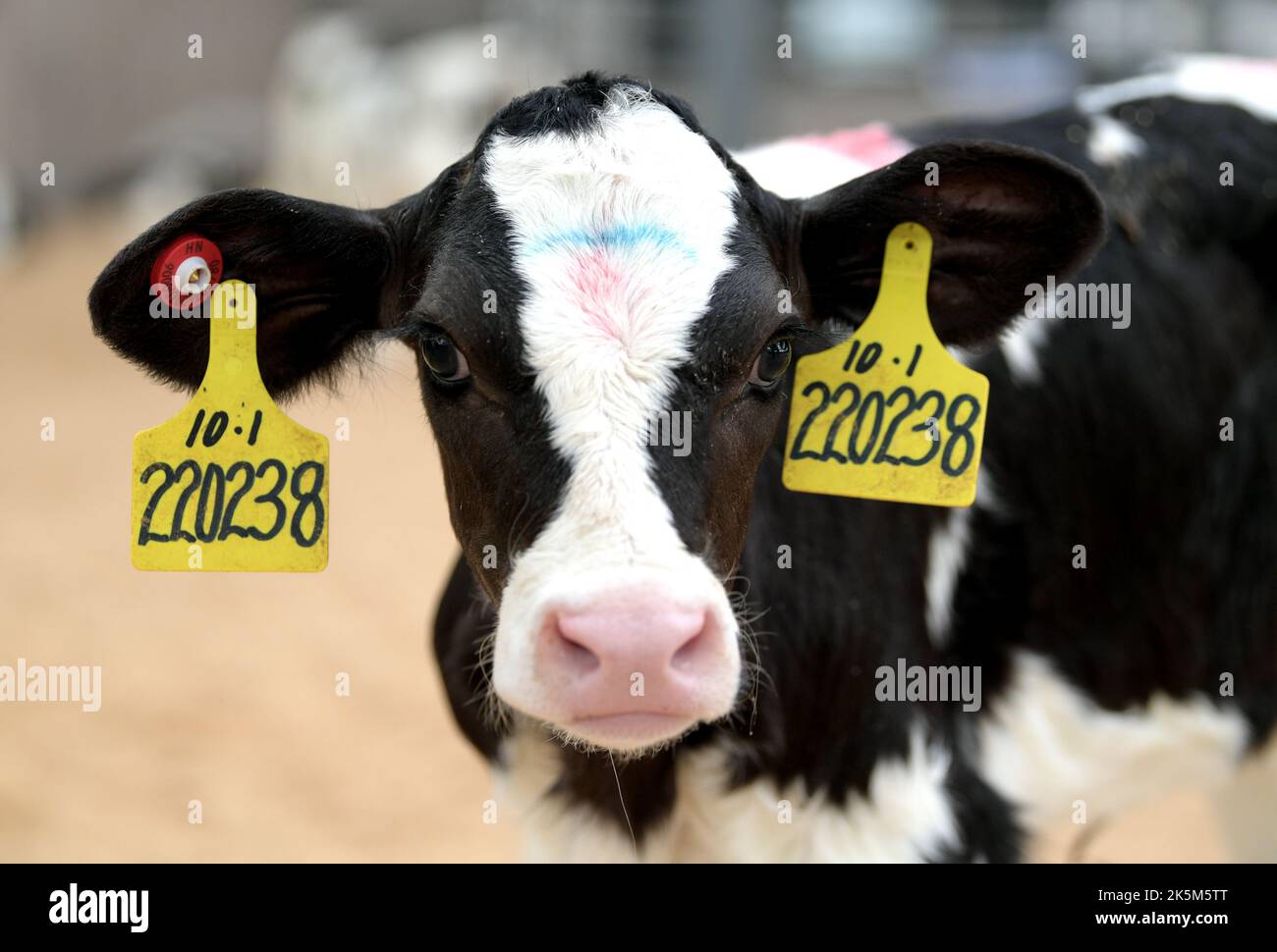 Cow Id Card