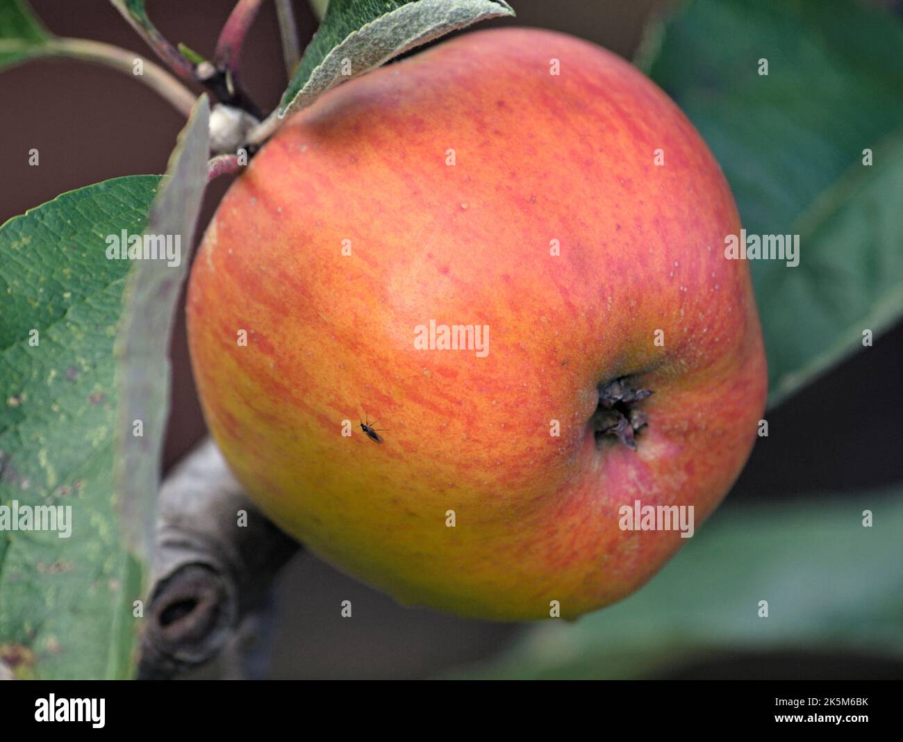 Ribston Pippin apple tree in fruit, ready for harvesting Stock Photo Alamy