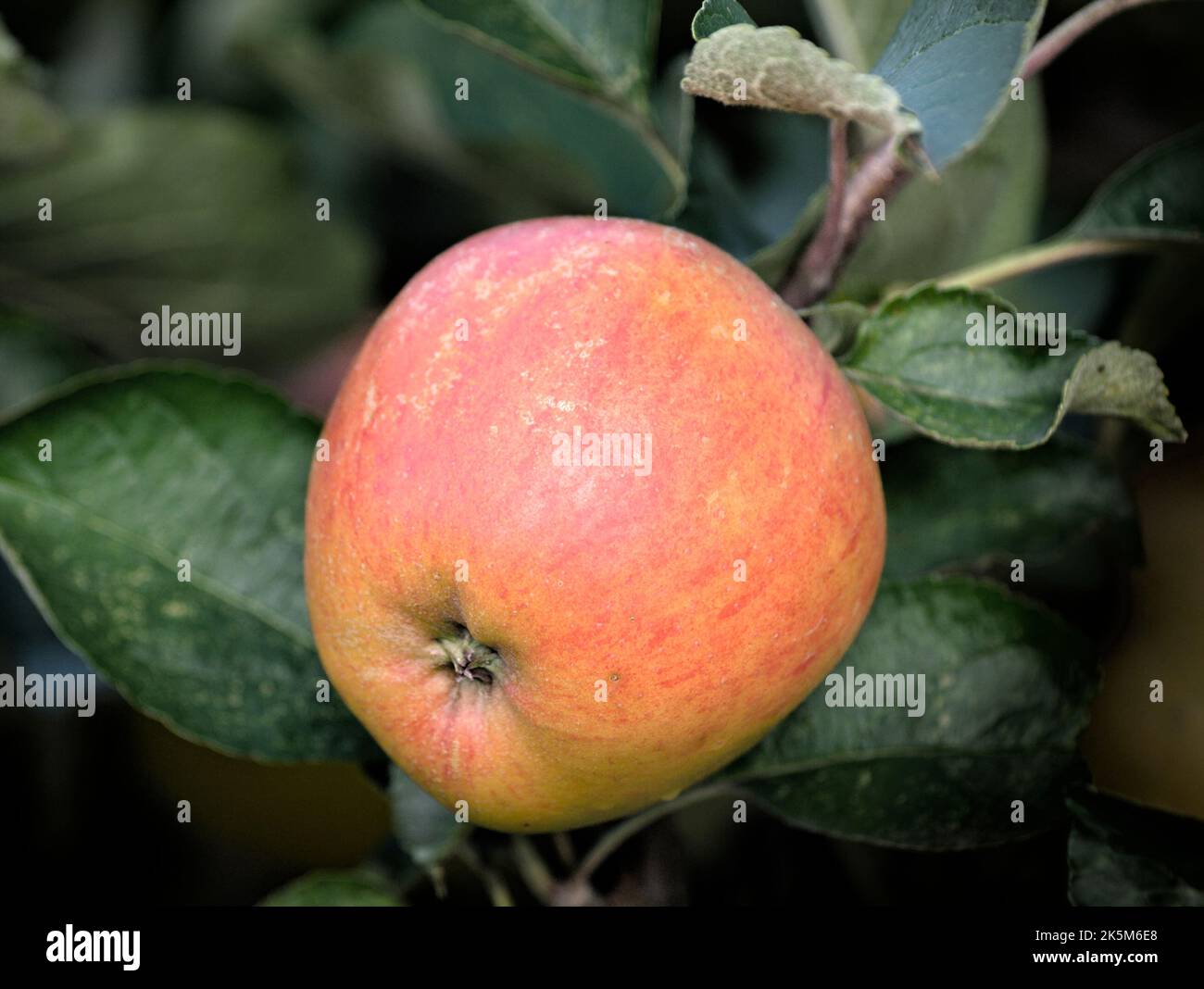 Ribston Pippin apple tree in fruit, ready for harvesting Stock Photo Alamy