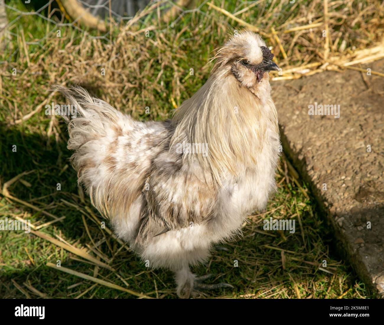 Silkie Bantam chickens in a pen Stock Photo