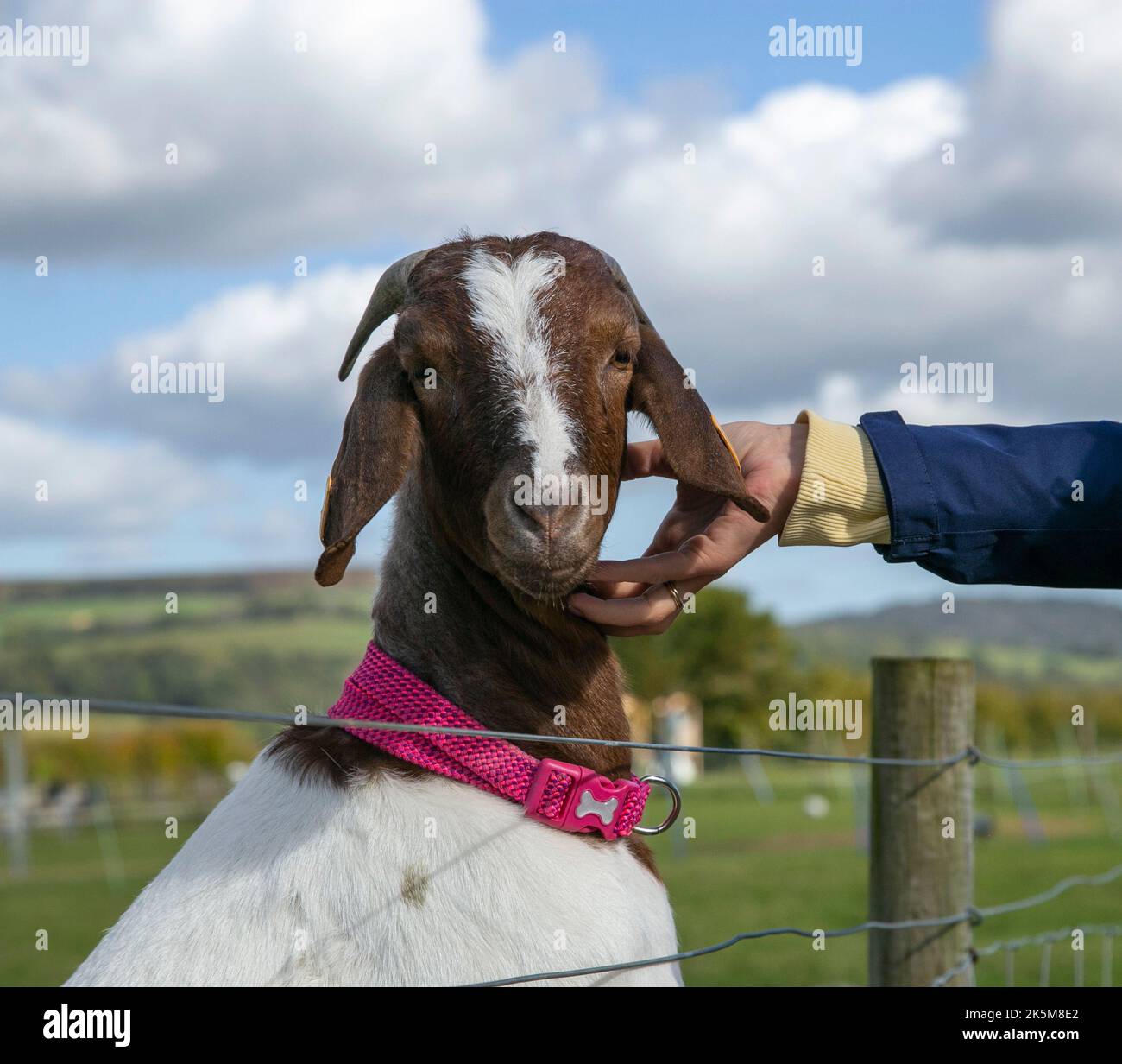 A hand reaches out to pet a Pygmy Goat Stock Photo