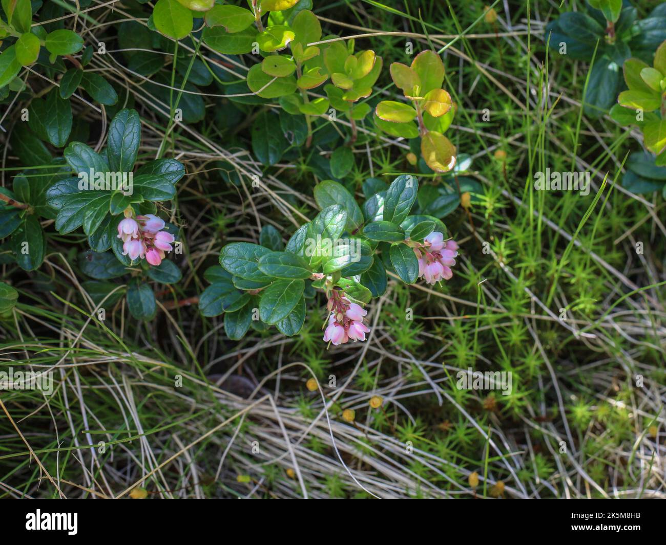 Pale pink flowers of the lingonberry (latin name: Vaccinium vitis idaea ...