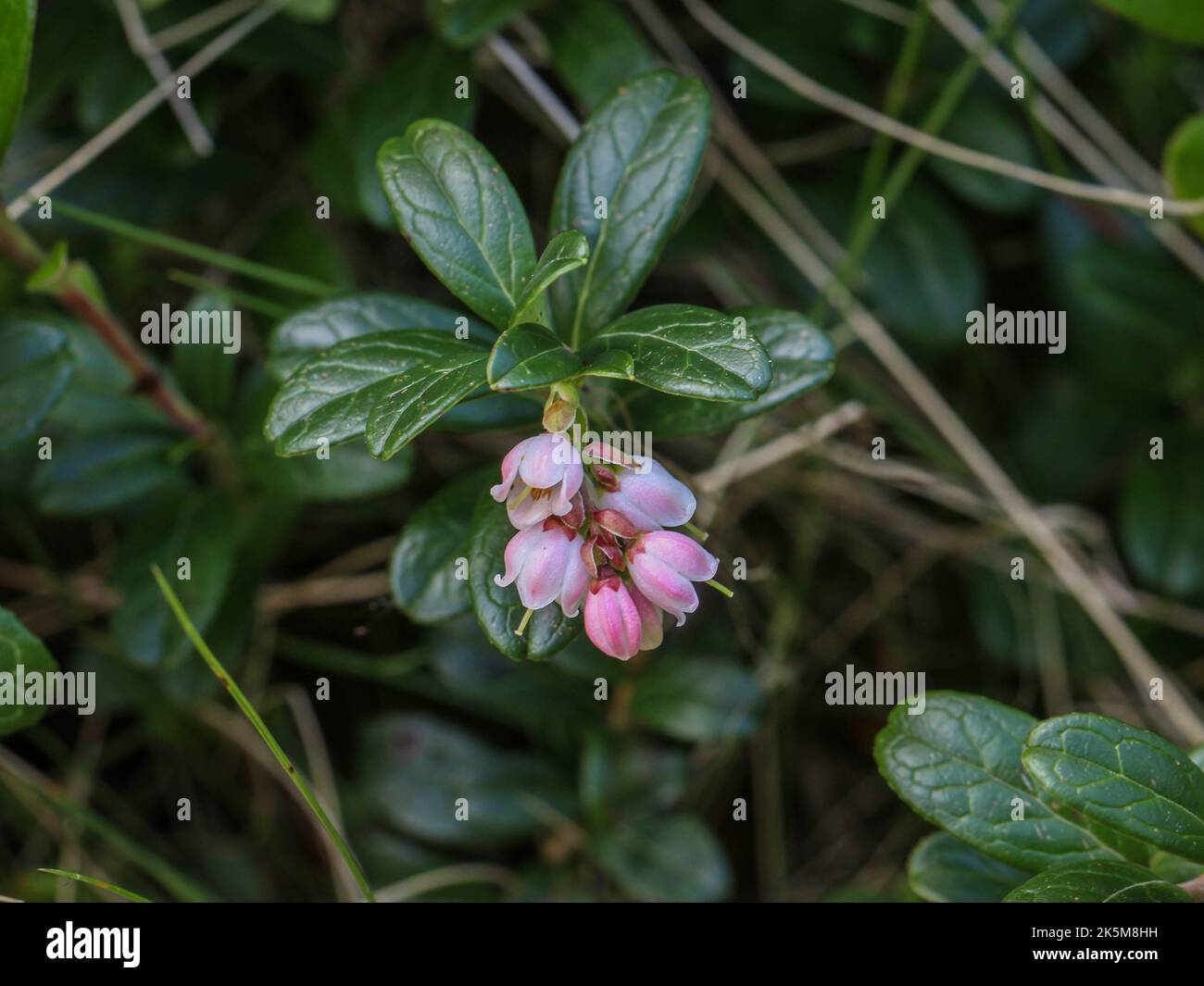 Pale pink flowers of the lingonberry (latin name: Vaccinium vitis idaea ...