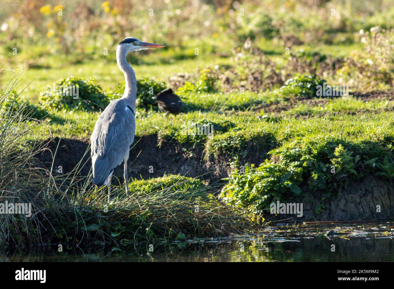 A Heron fishing on the riverbank of the Great Ouse in Ely, Cambridgeshire, 9th October 2022 Stock Photo