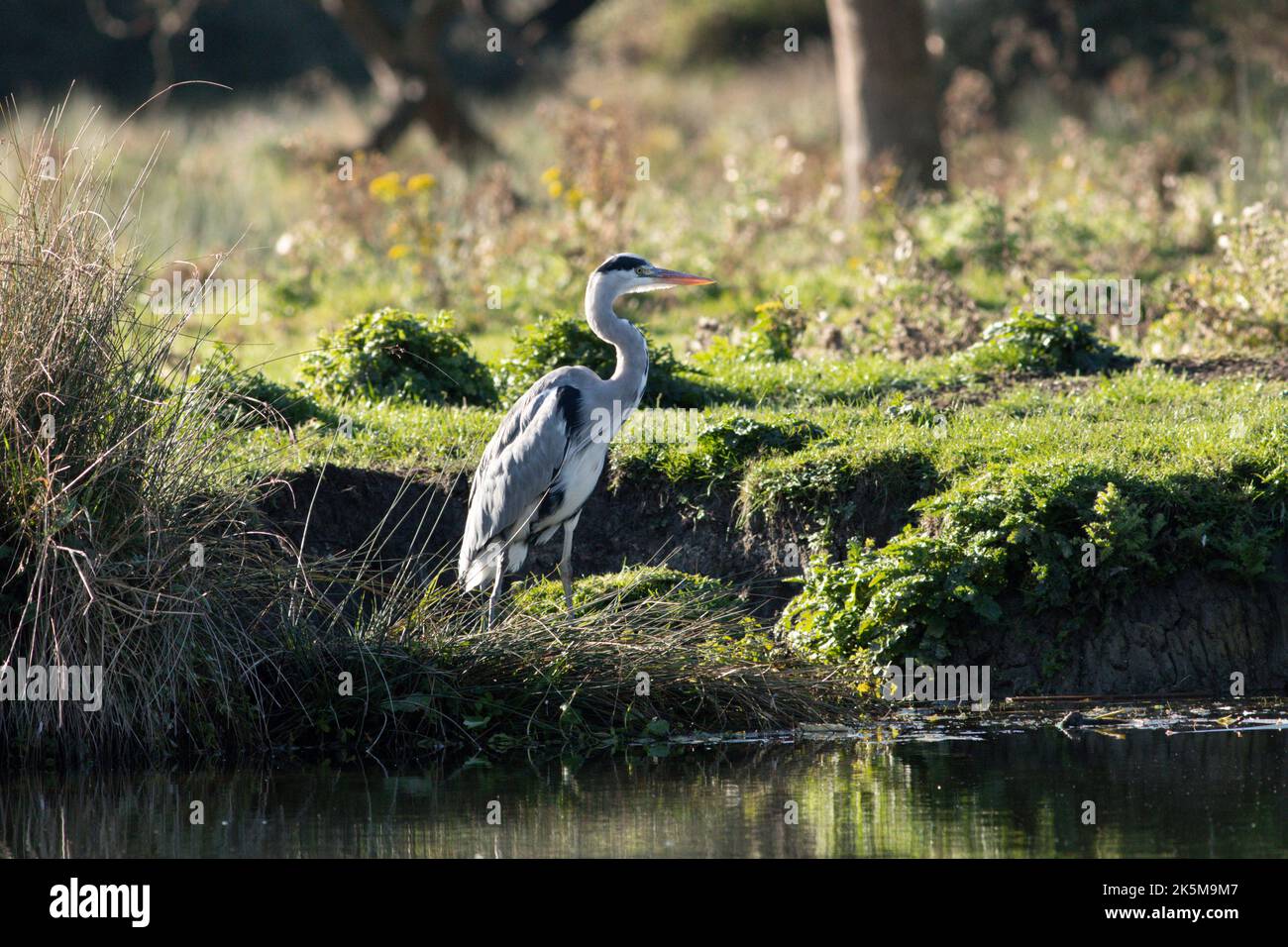 A Heron fishing on the riverbank of the Great Ouse in Ely, Cambridgeshire, 9th October 2022 Stock Photo