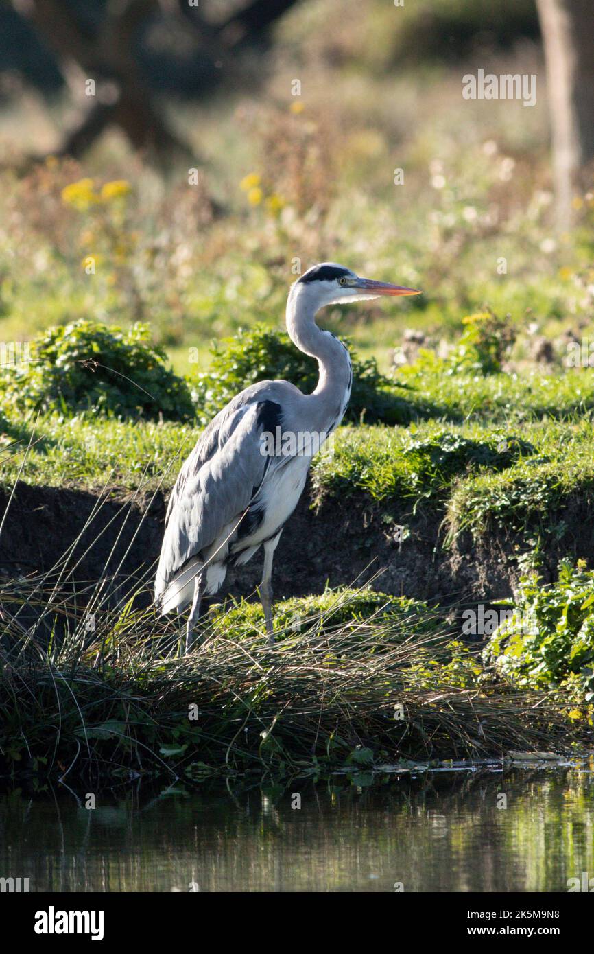 A Heron fishing on the riverbank of the Great Ouse in Ely, Cambridgeshire, 9th October 2022 Stock Photo