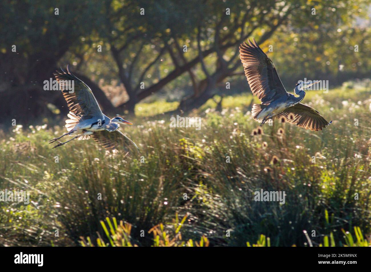 Heron's fishing on the riverbank of the Great Ouse in Ely, Cambridgeshire, 9th October 2022 Stock Photo