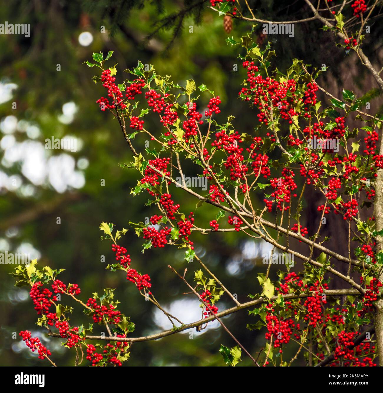 Red berries under the snow on Christmas time in Canada Stock Photo - Alamy