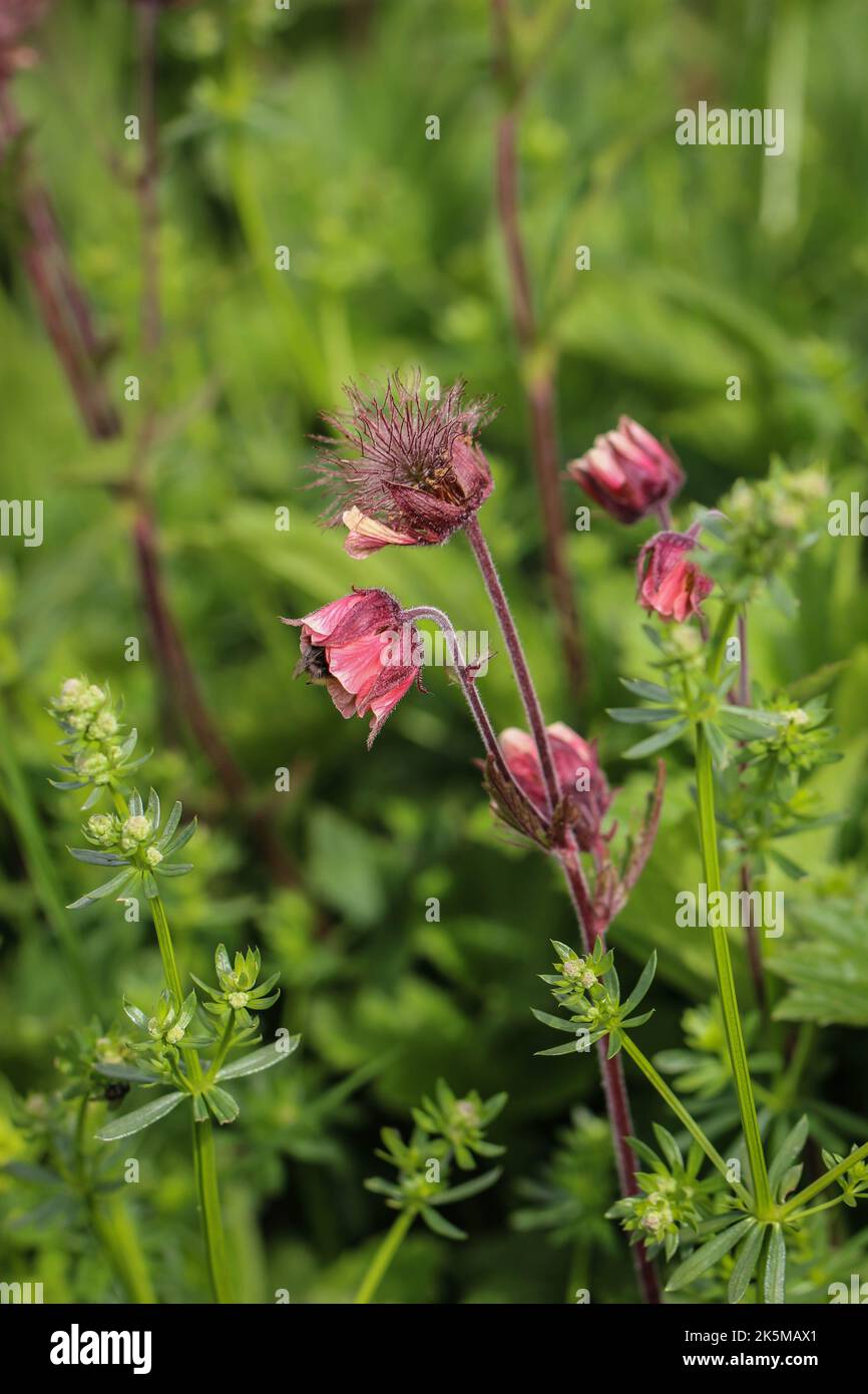 Close up flowers of the water avens (latin name: Geum rivale) in Nature park Stara planina in eastern Serbia Stock Photo