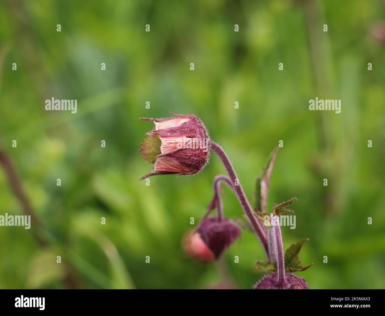 Close up flowers of the water avens (latin name: Geum rivale) in Nature park Stara planina in eastern Serbia Stock Photo