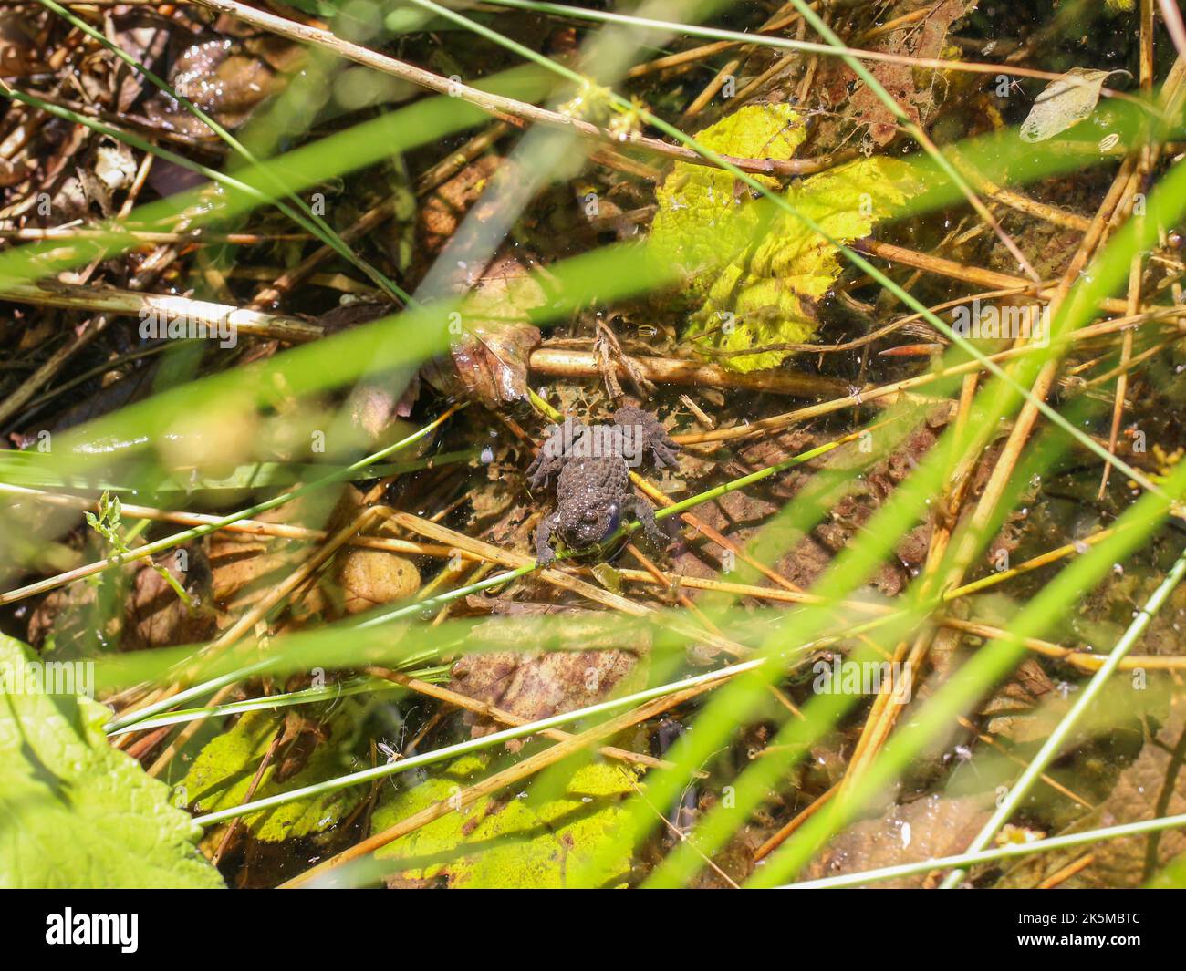 Single Yellow bellied Toad latin Name Bombina Variegata In Fresh single-yellow-bellied-toad-latin-name-bombina-variegata-in-fresh