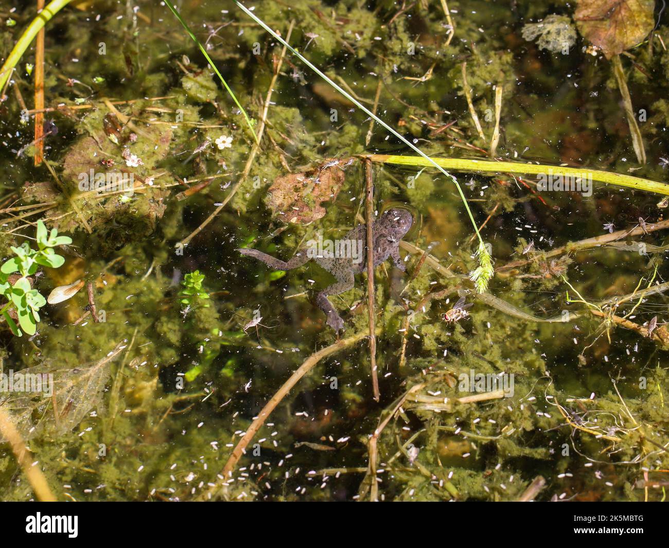 single-yellow-bellied-toad-latin-name-bombina-variegata-in-fresh