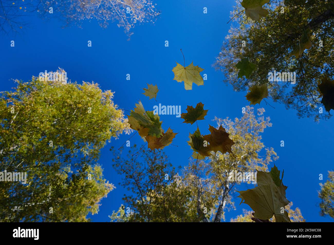 multicolored leaves falling from trees against the background of a bottomless blue sky in golden autumn Stock Photo