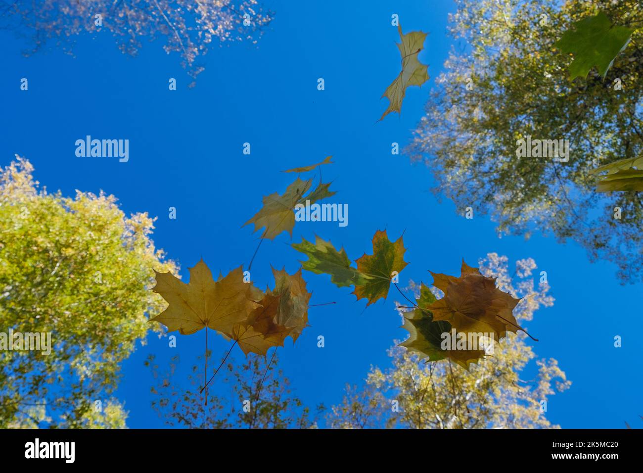 multicolored leaves falling from trees against the background of a bottomless blue sky in golden autumn Stock Photo