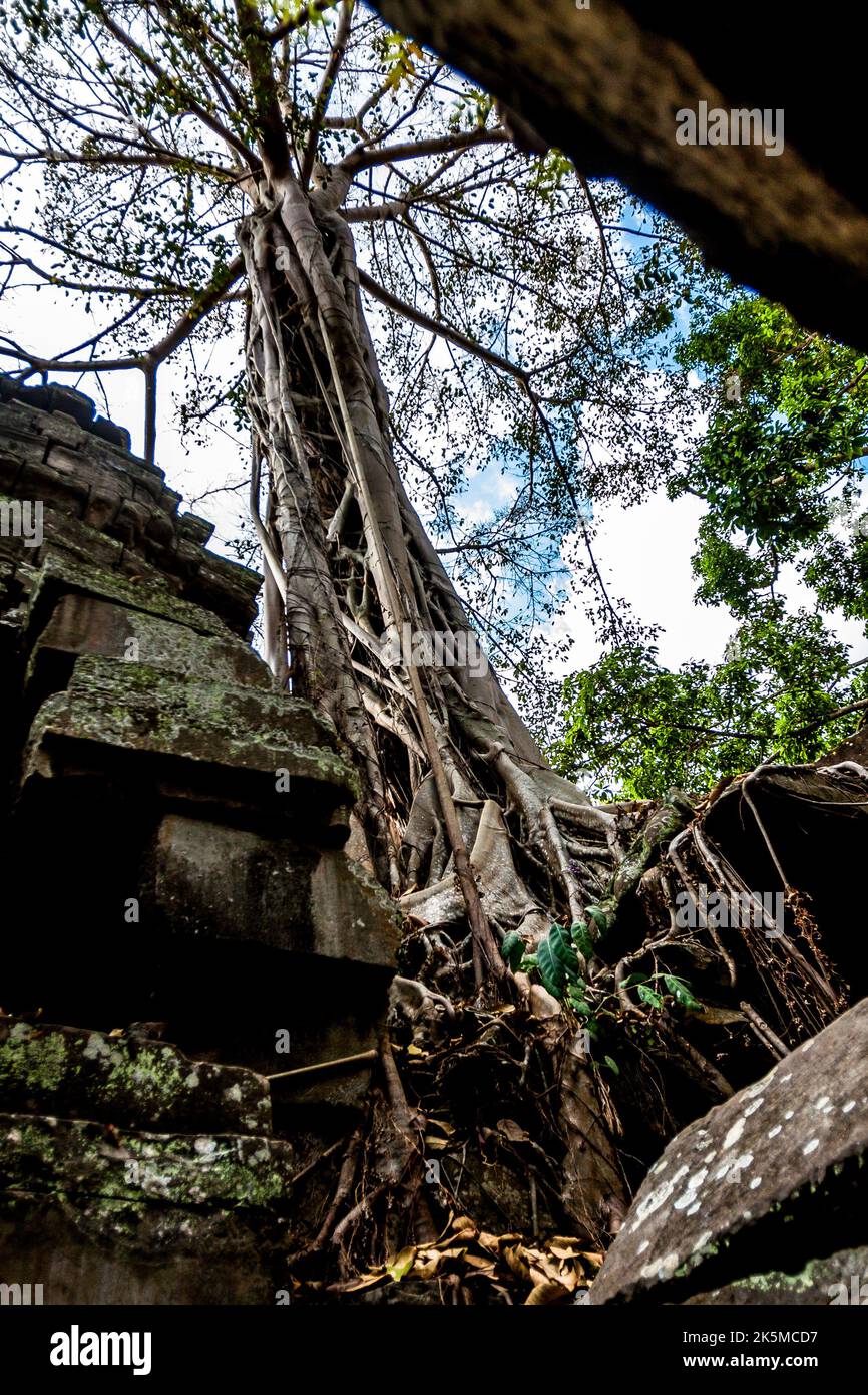 One large tall tree seen next to one of the ruins of a building at Ta ...
