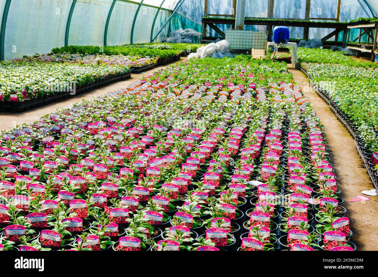 Polytunnel at a nursery with lots of young bedding plants, including Surfina petunias Stock Photo