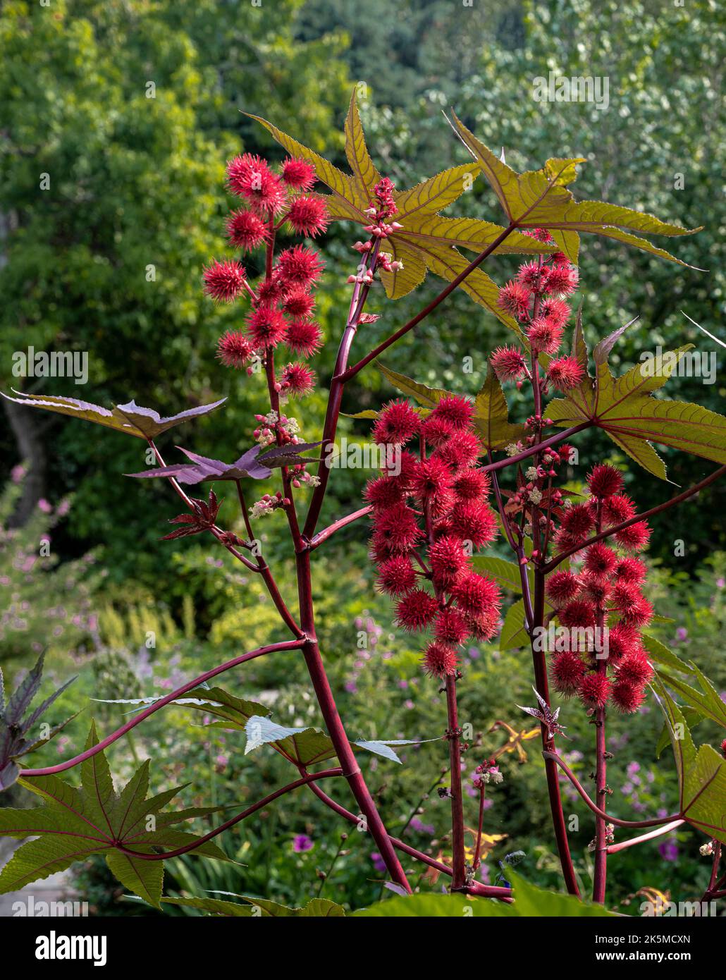 Ricinus communis Zanzibariensis, Euphorbiaceae . Red flowers in late summer. Stock Photo