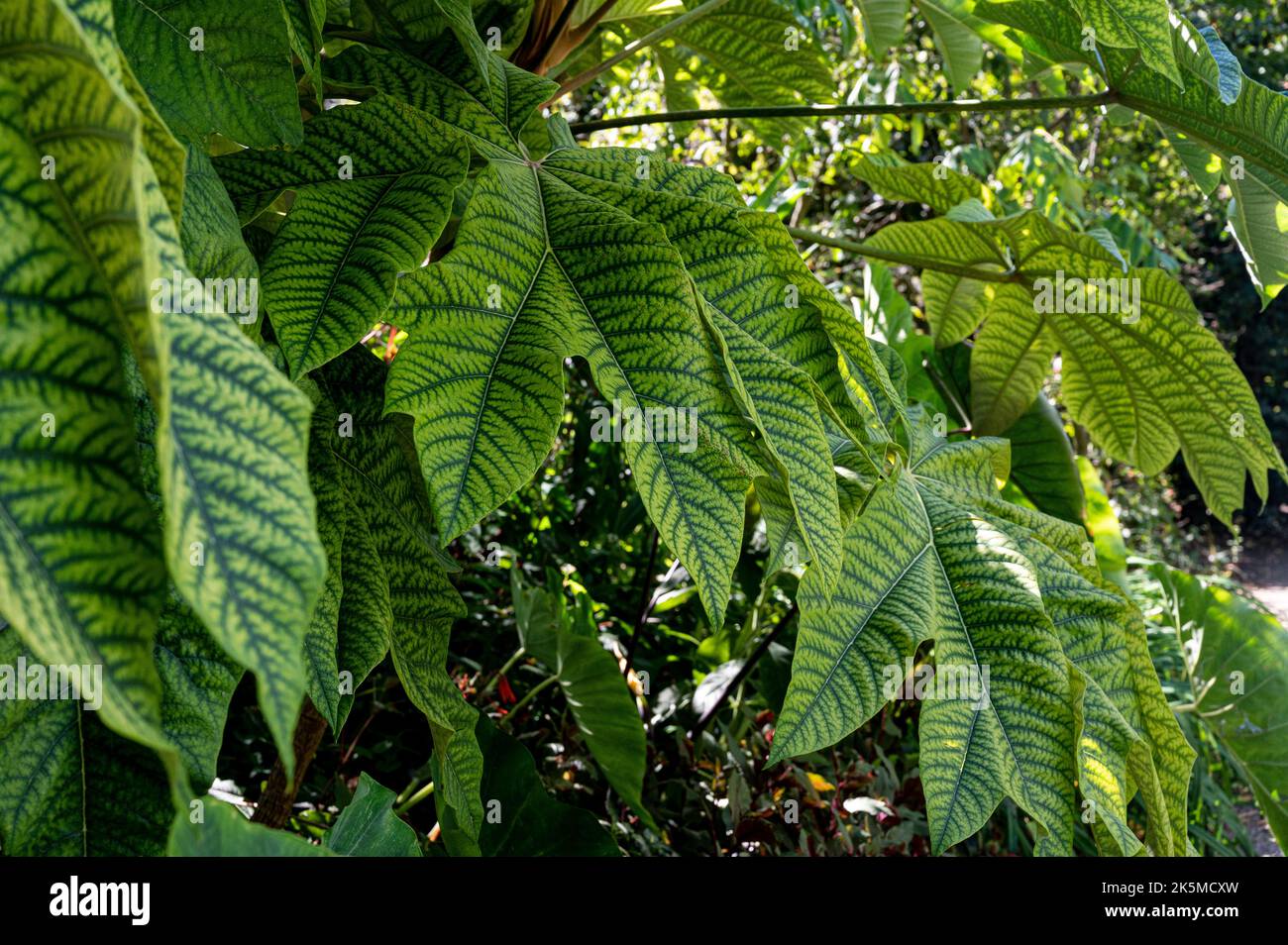 Tetrapanax papyrifer Rex, Chinese rice-paper plant Rex, Araliaceae. Large veined green leafed plant. Stock Photo