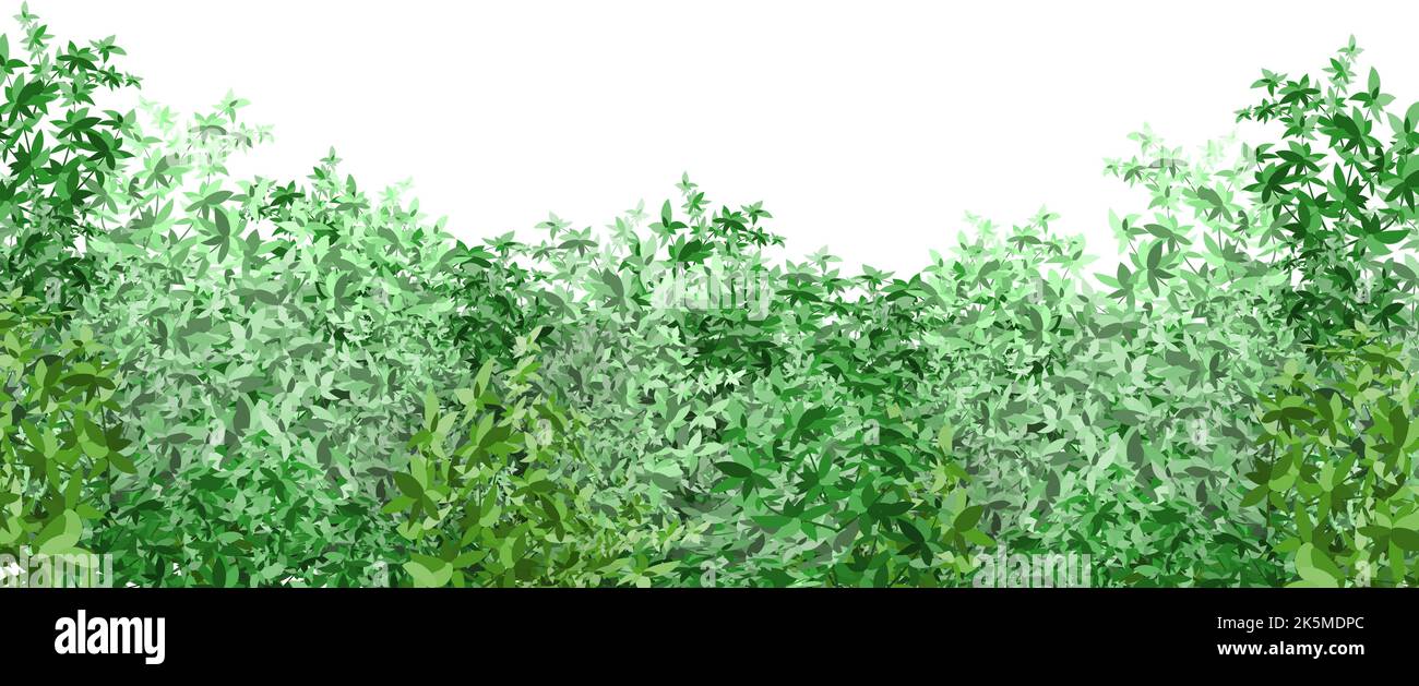 Boxwood Tree Vector File Realistic garden shrub, seasonal bush, boxwood, tree crown bush foliage ...