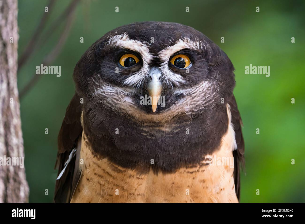 A spectacled owl portrait Stock Photo