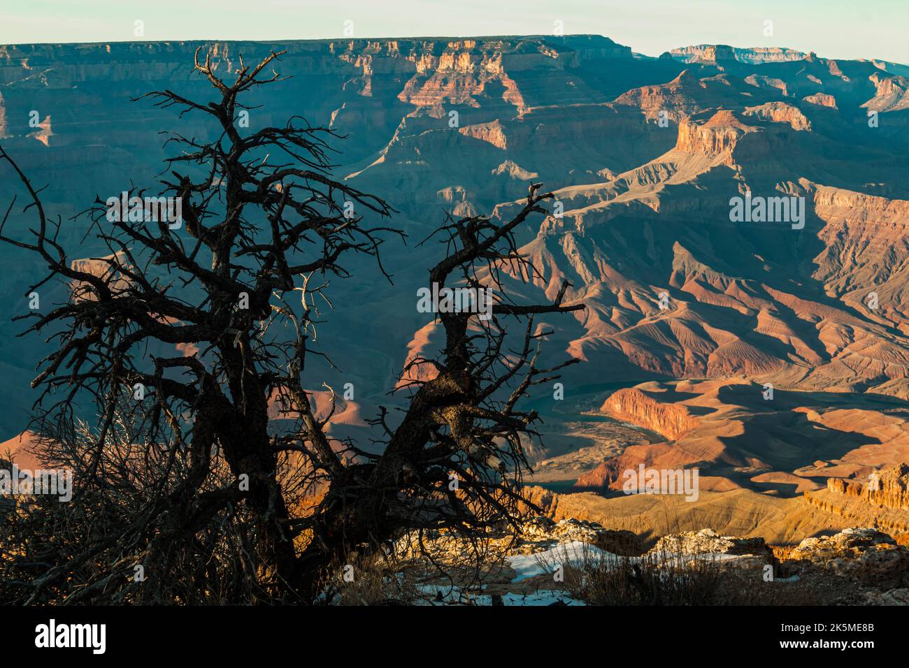 Pinyon Pine Silhouette and The Inner Canyon From Lipan Point, South Rim , Grand Canyon National Park, Arizona, USA Stock Photo