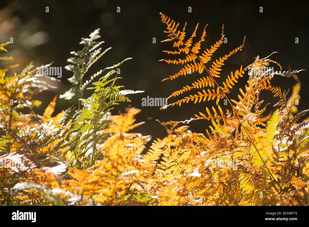 Ferns in autumn Stock Photo - Alamy