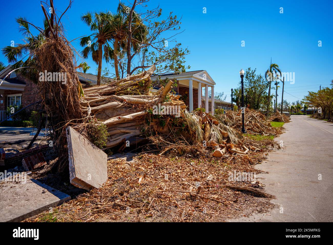 Image of a tree ripped from the sidewalk in Punta Gorda aftermath Hurricane Ian Stock Photo