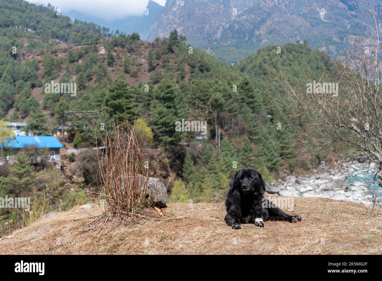 New photo with a dark dog sitting on the high place, Nepal. Stock Photo