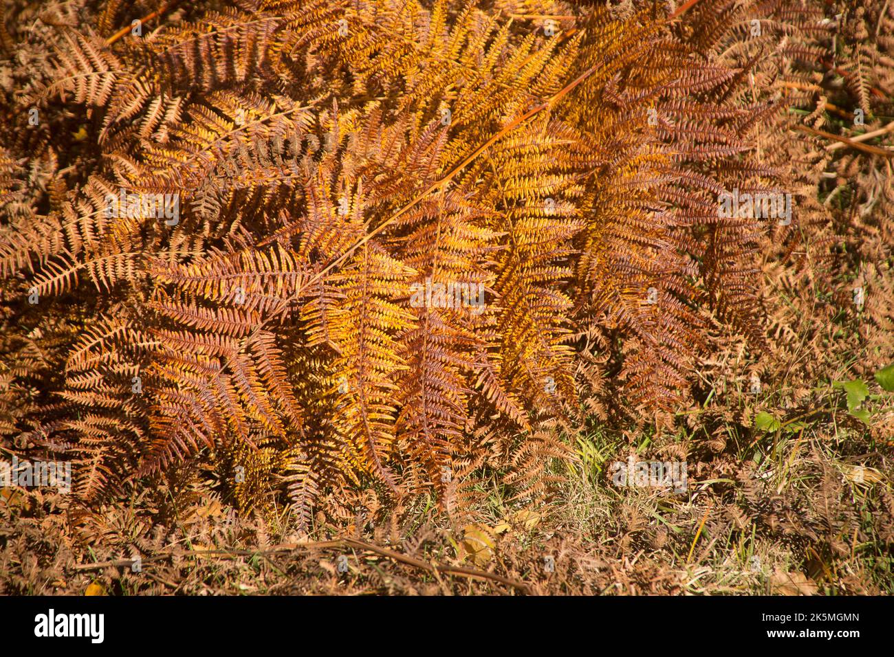 Ferns leafs hi-res stock photography and images - Alamy
