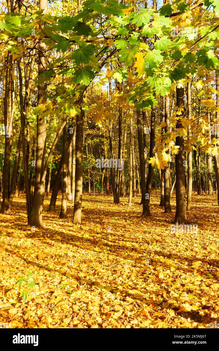 Maple trees in park and yellow fallen leaves - Autumn landscape Stock ...