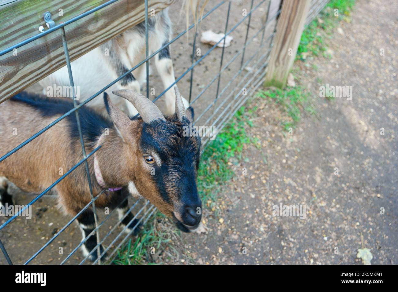 Baby goat fence hi-res stock photography and images - Alamy