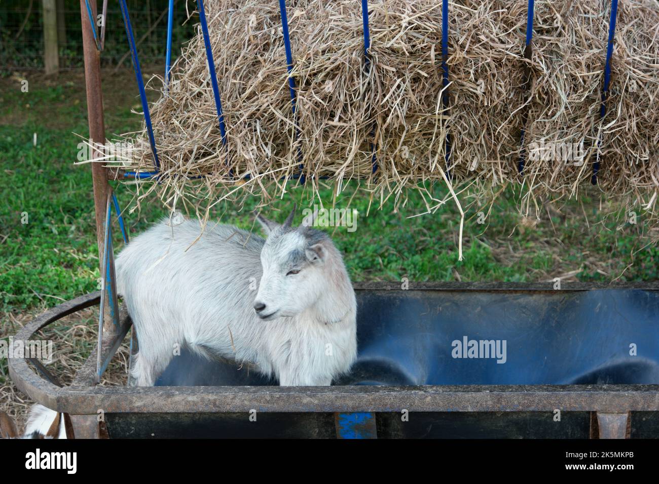 Baby goat standing in a feed trough Stock Photo Alamy