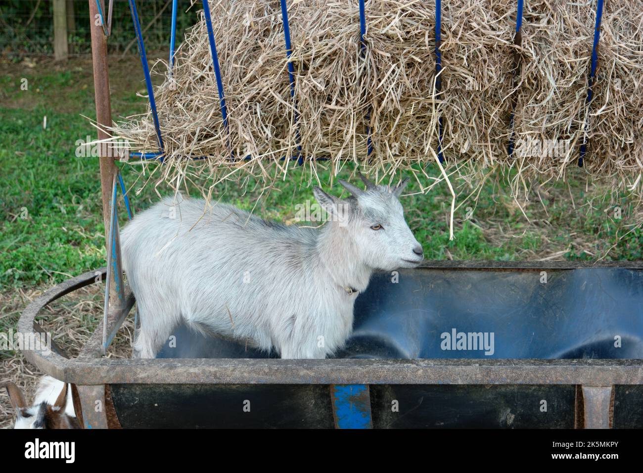 Baby goat standing in a feed trough Stock Photo Alamy