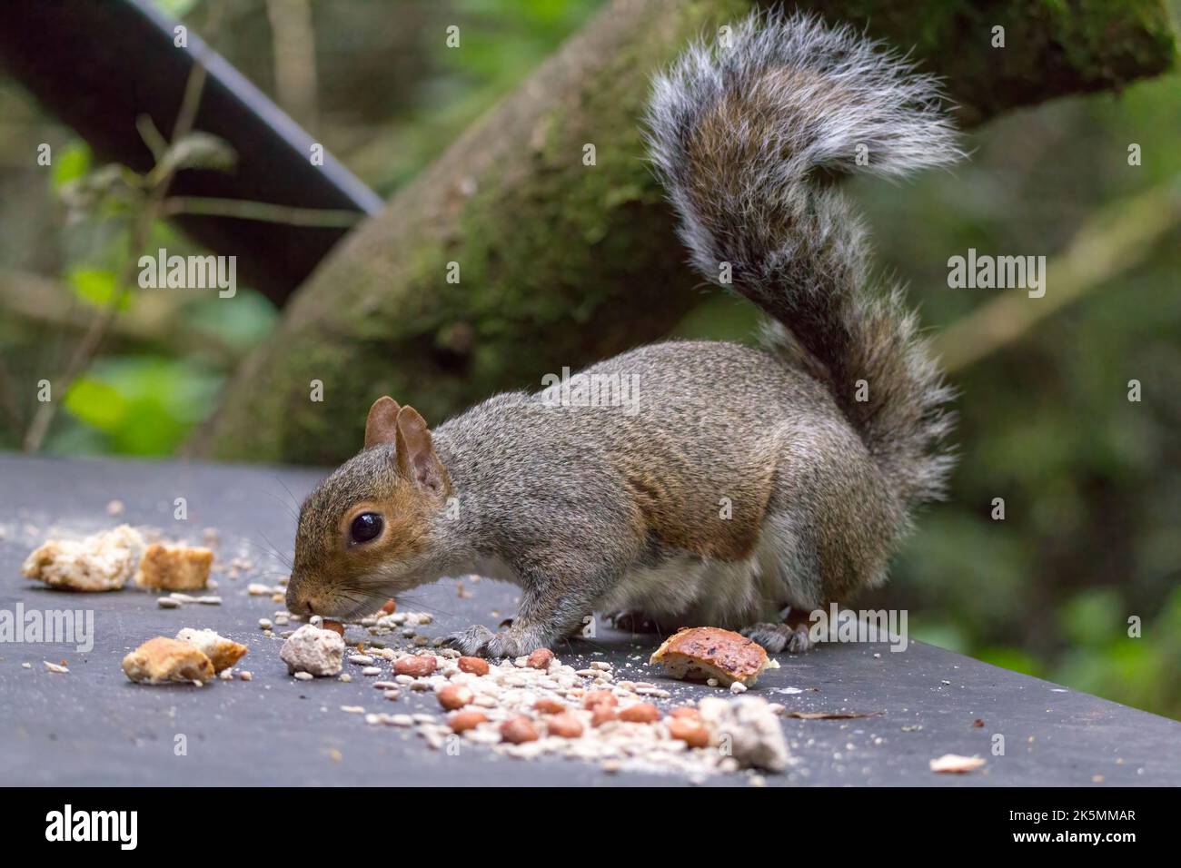 Crushed suet ball hires stock photography and images Alamy