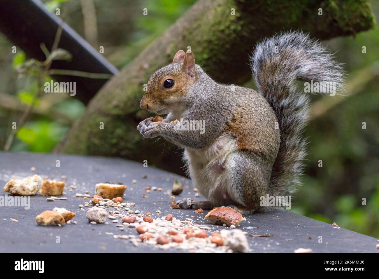 Squirrel grey (sciurus carolinesis) feeding at a small hide on mixed seed nuts and bread put out for birds. Grey and reddish fur with large bushy tail Stock Photo