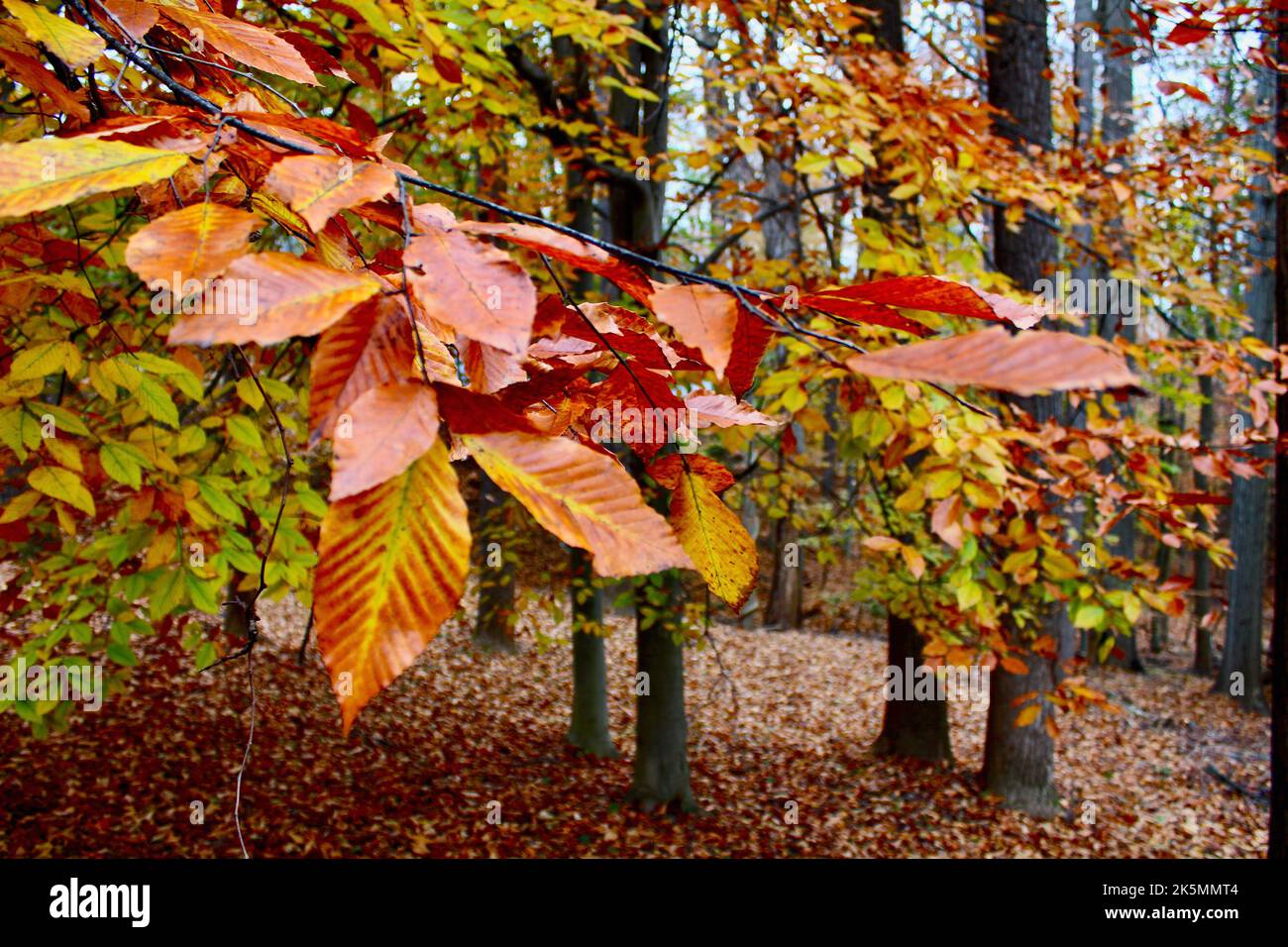 Fall leaves in a forest Stock Photo
