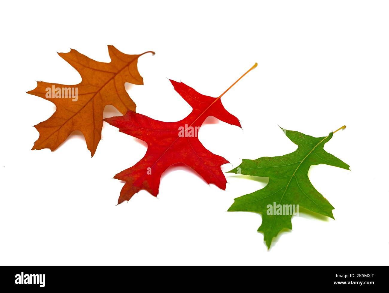 Colorful autumn leaves from oak tree isolated Stock Photo