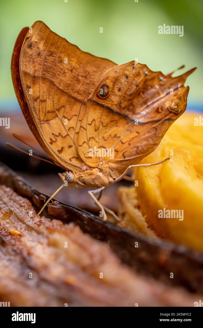 Butterfly eating banane. One male vindula dejone. Side view of brown
