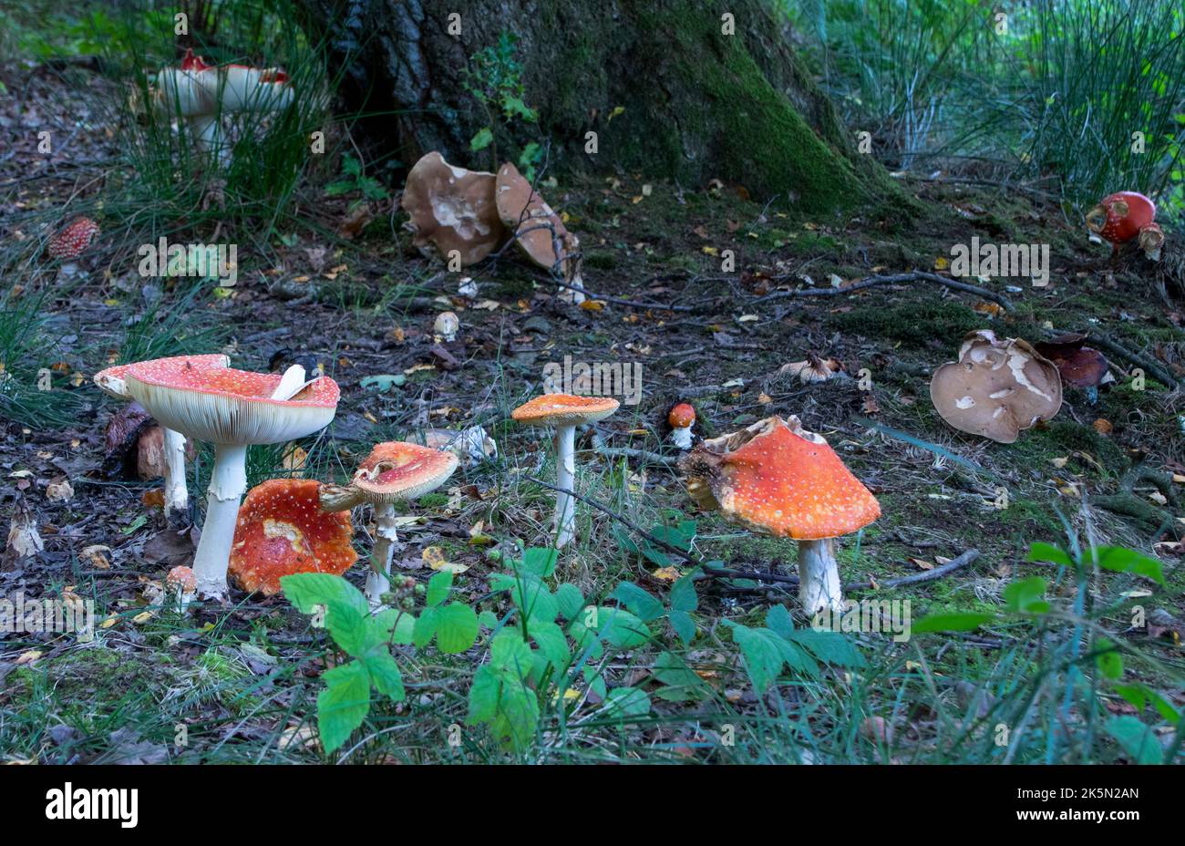 Fly Agaric mushrooms in group Stock Photo