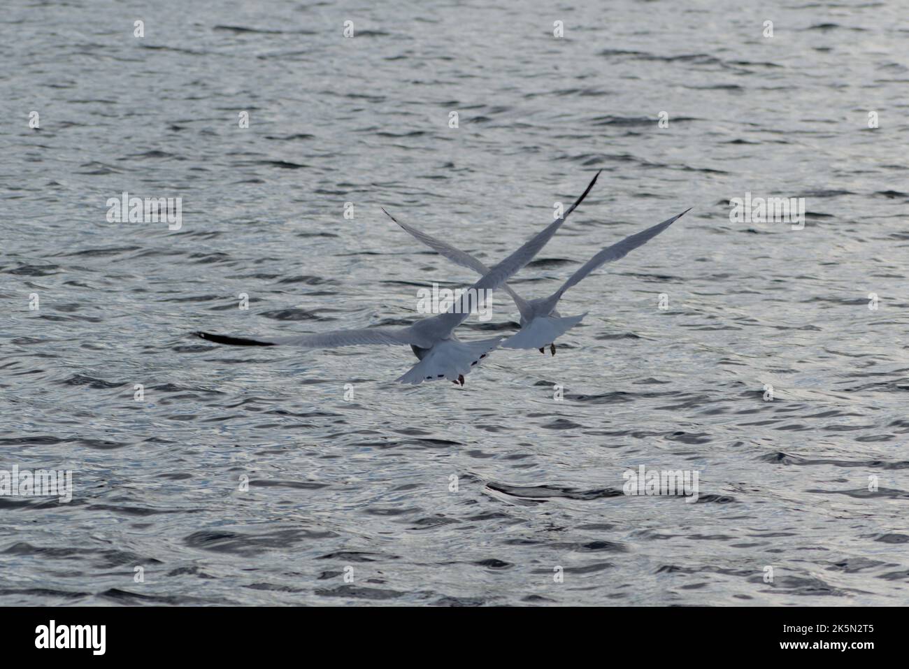 A pair of ring-billed gulls (Larus delawarensis) in formation flying over Dow's Lake. Stock Photo