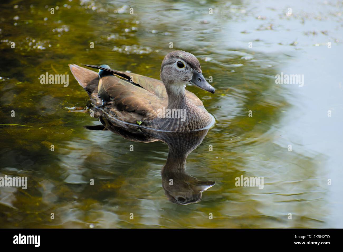 Side shot of a female wood duck (Aix sponsa) at Mud Lake by the Ottawa River. Stock Photo