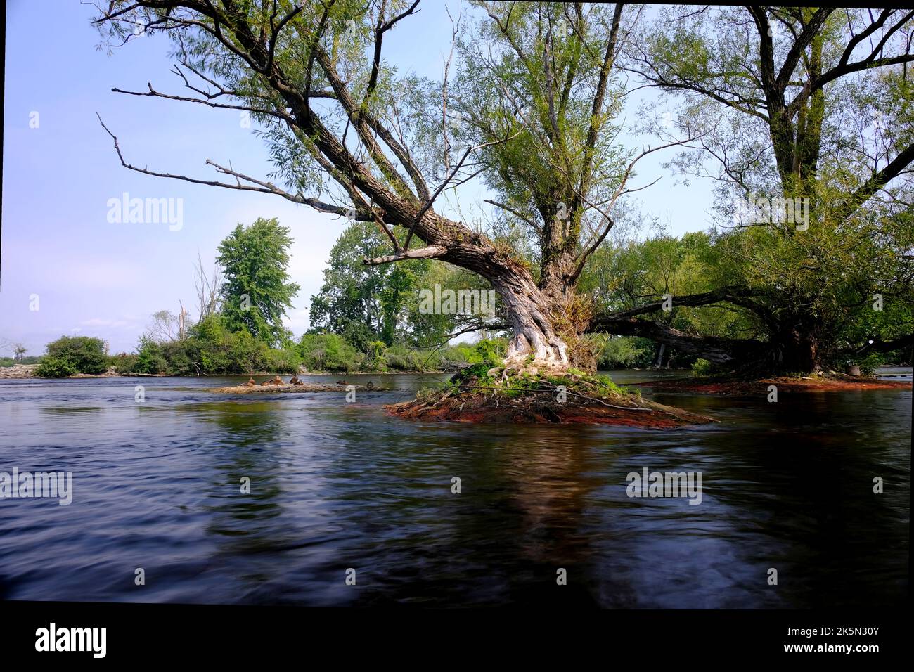 Gnarled tree in the water  - Ottawa River at Brittania Bay on a lovely Summer day. Stock Photo
