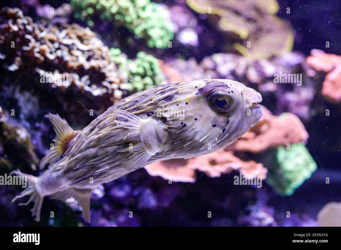 Puffer fish inside an aquarium. Stock Photo