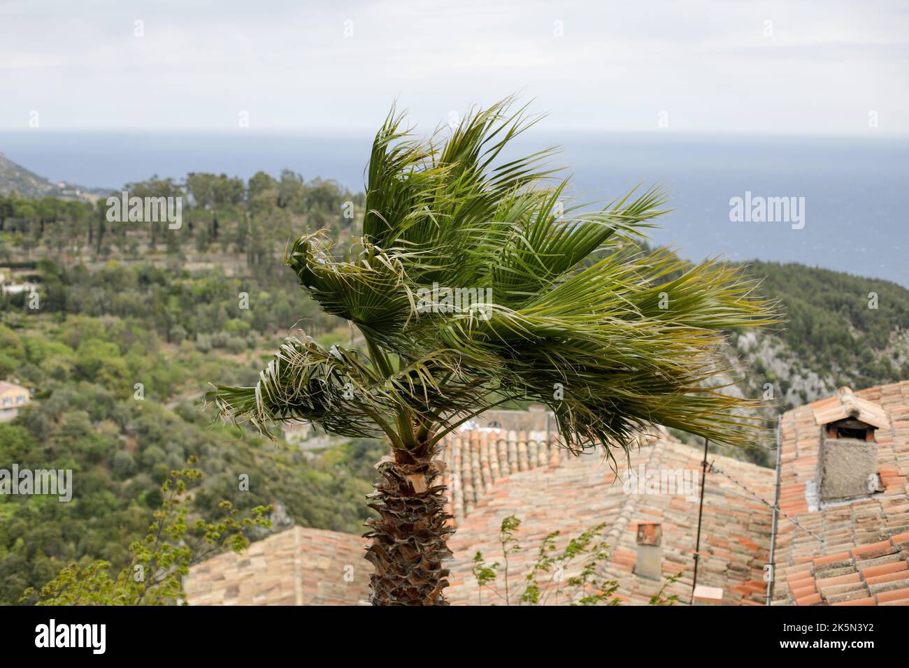 Palm tree moving during heavy winds during a cloudy spring day on the French Riviera. Stock Photo